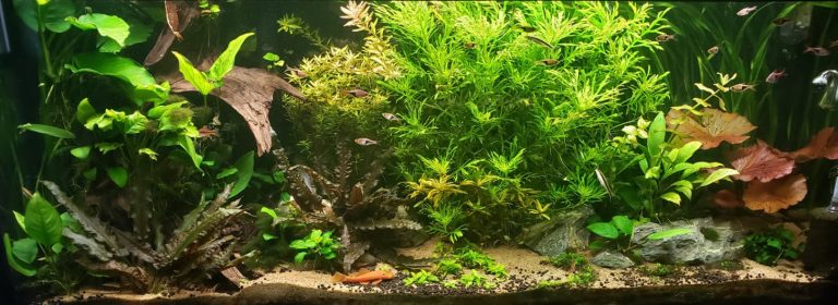 Substrates for a Planted Aquarium