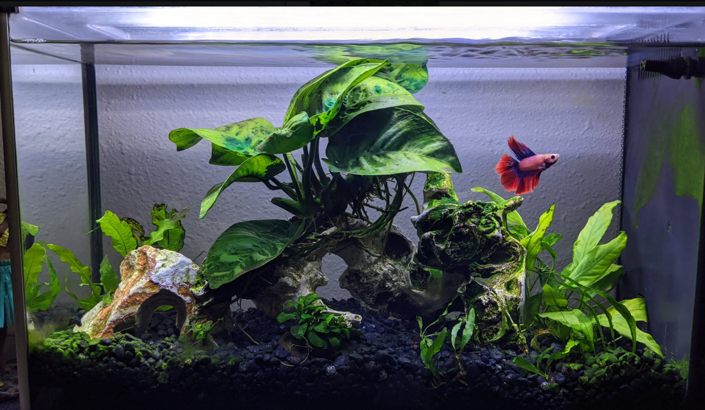 Betta shop fish aquarium