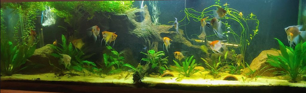 How to lower pH in a aquarium? Peat, driftwood, almond leaves RO water. 