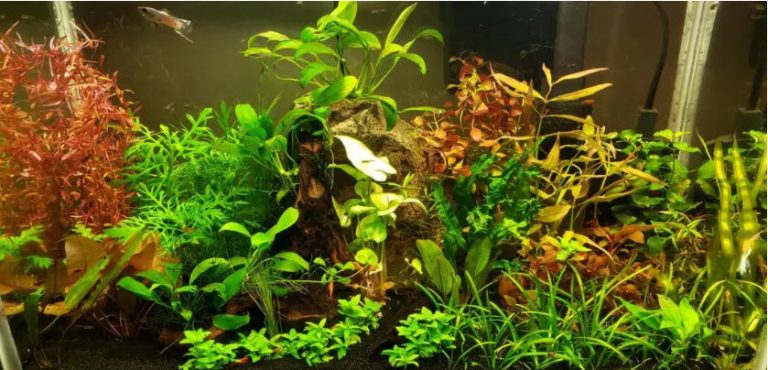 9. Aeration of an Aquarium