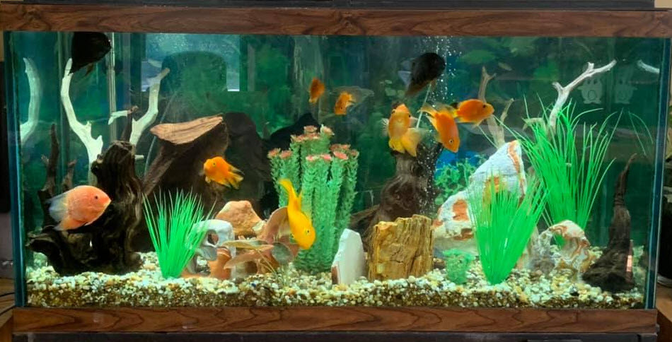 Artificial Aquarium, aquarium, fish, Get the experience of tropical fish  in your home without all the tank-cleaning, pH-balancing, and feeding  hassle! No, we aren't kidding. This artificial