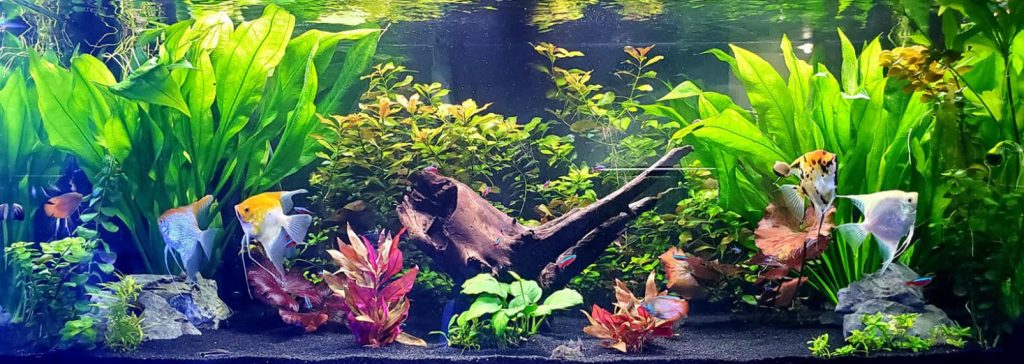 How to lower pH in a aquarium? Peat, driftwood, almond leaves RO water. 
