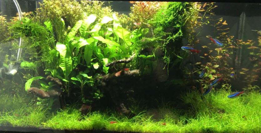 9.5. Aquarium Aeration and Temperature