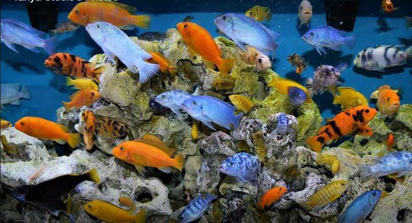 Heavily Stocked Mbuna Aquarium