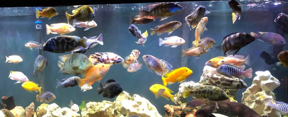 12. Treatment of Fish Disease in the Aquarium