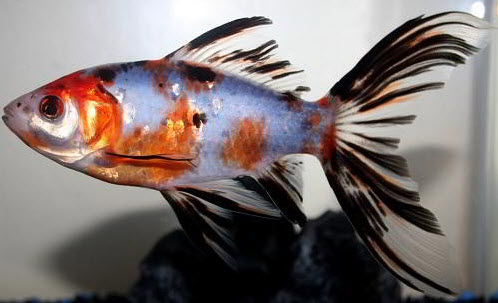 Shubunkin goldfish