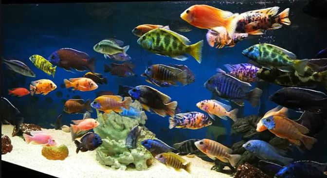 How to Stock an Aquarium With Different Levels of Fish