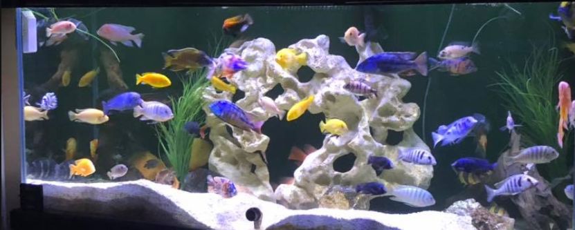 Berechnung des Besatzverhältnisses in einem AquariumBerechnung des Besatzverhältnisses in einem Aquarium  