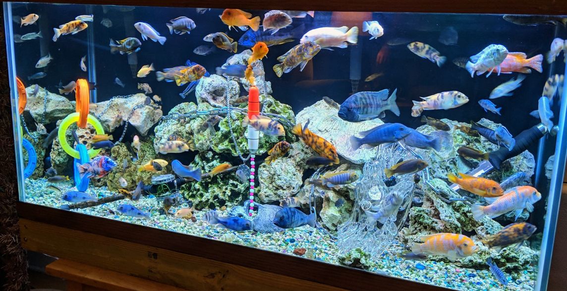 Malawi Cichlid aquarium