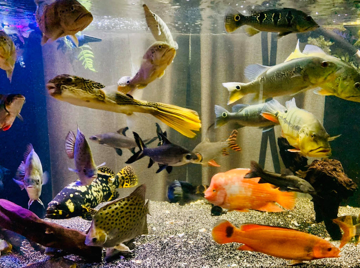 Does Aquarium Tank Width Matter?