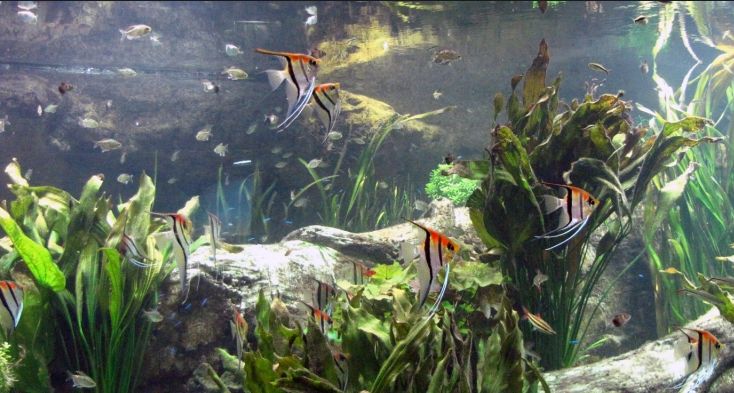 Cycling an Aquarium with Fish in It