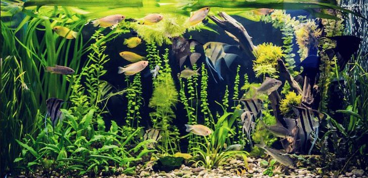 2.9. Instant Cycling Chemicals for the Aquarium