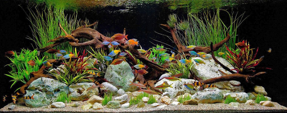 How Aquarium Fish Diets are Differentiated