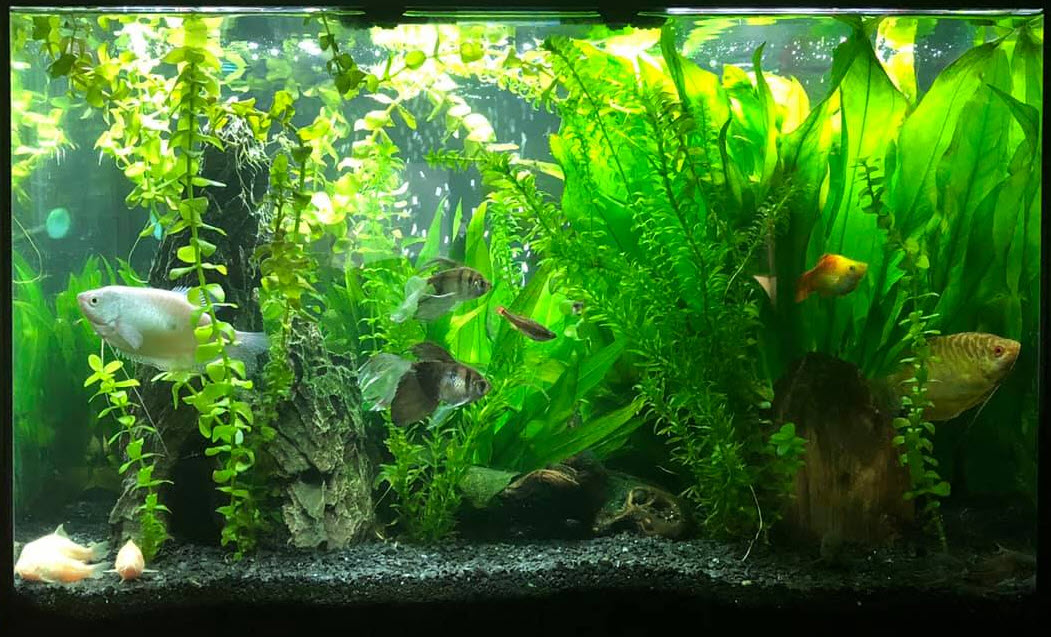 4.7. Fish Tolerance to Aquarium pH