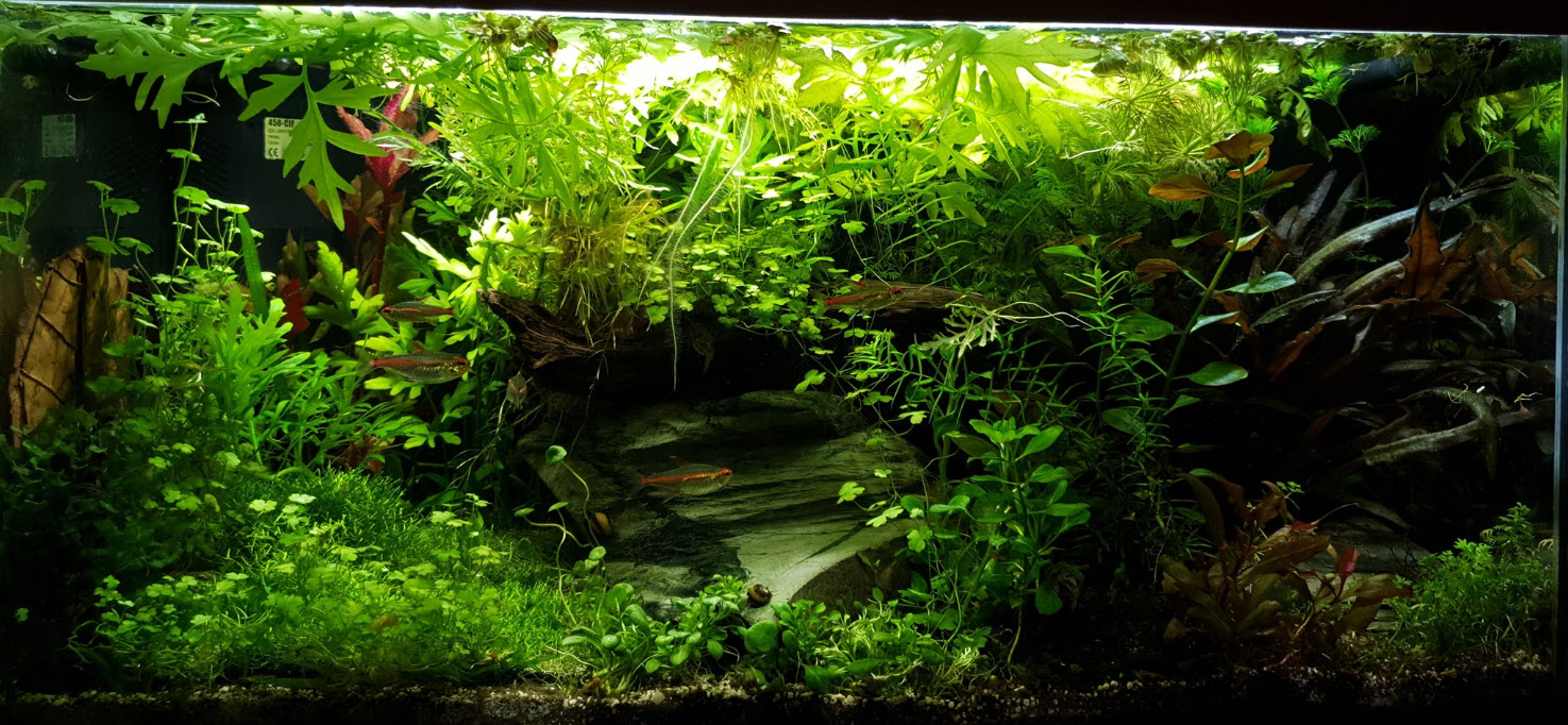 heavily planted aquarium