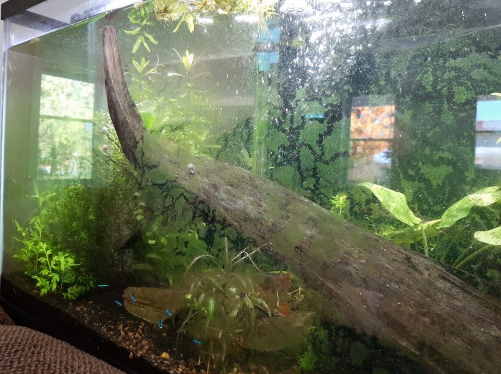Algae on aquarium glass