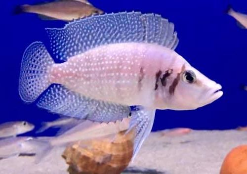 Aquarium fish Altolamprologus calvus white Chaitika.