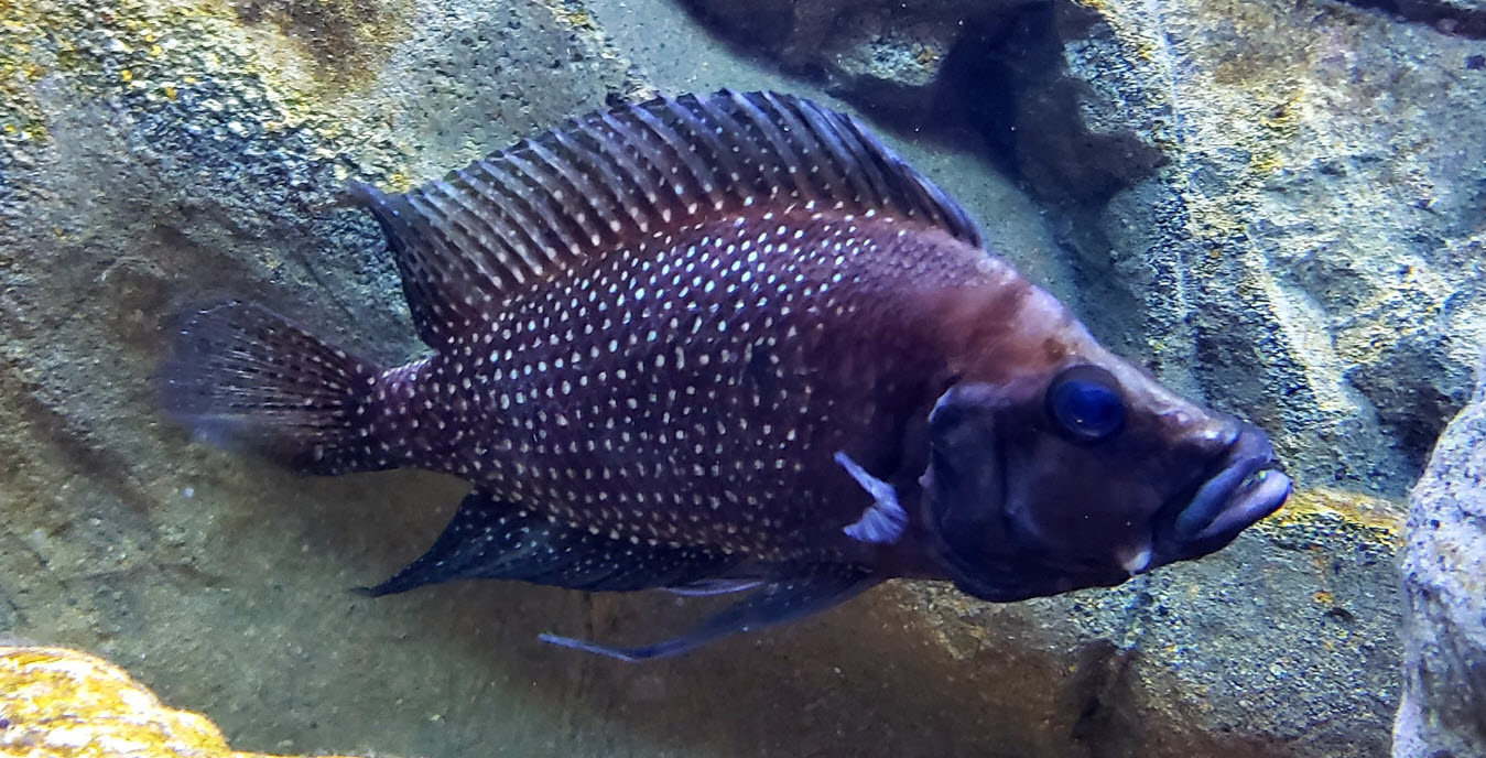 Aquarium fish Altolamprologus compressiceps