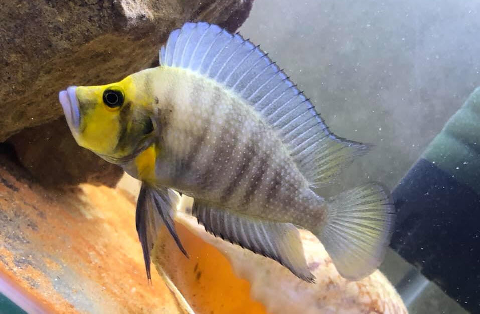 Aquarium fish Altolamprologus compressiceps gold head mutondwe
