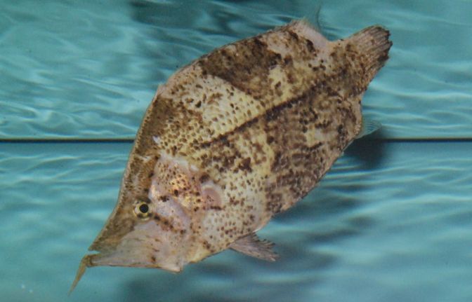 Amazon Leaf Fish