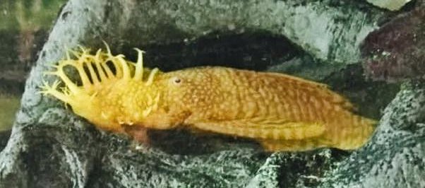 Image of Aquarium fish Ancistrus Golden Bristlenose