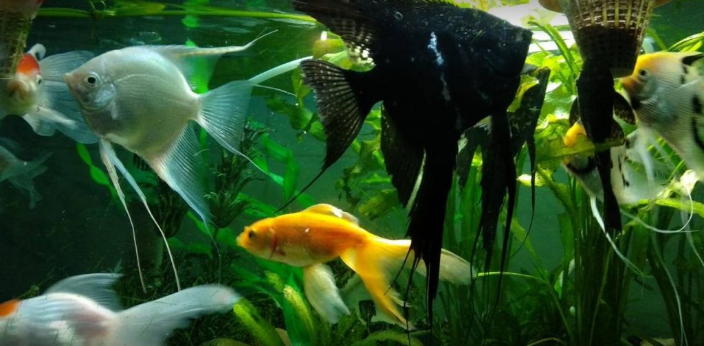 picture of aquarium fish Angelfish and goldfish