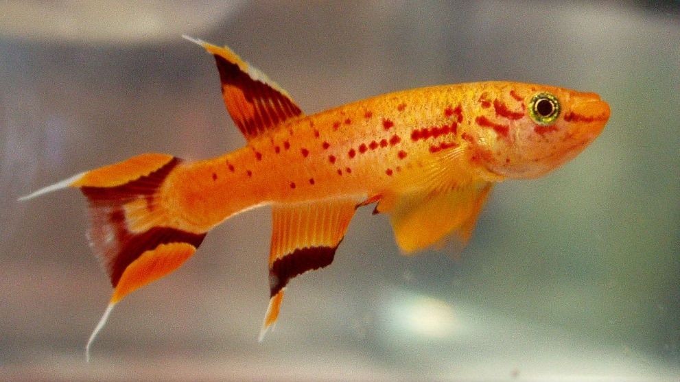 image of an Aquarium Fish Aphyosemion australe gold Kap Lopez