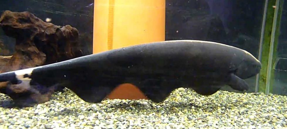 Aquarium Fish Apteronotus albifrons Black Ghost Knife Fish