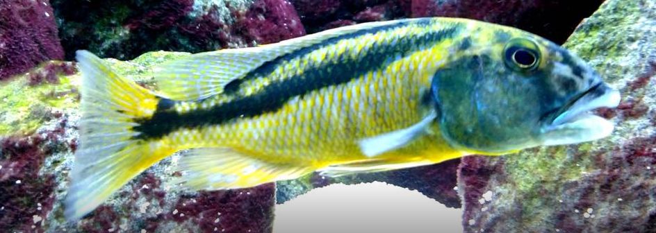 Aquarium Fish Aristochromis christyi Malawi Hawk