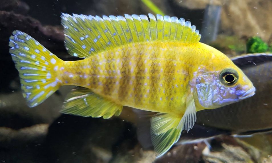 Aquarium Fish Aulonocara Baenschi 'sunshine peacock'
