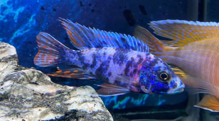 Image of an aquarium fish Aulonocara Firefish Blueberry OB