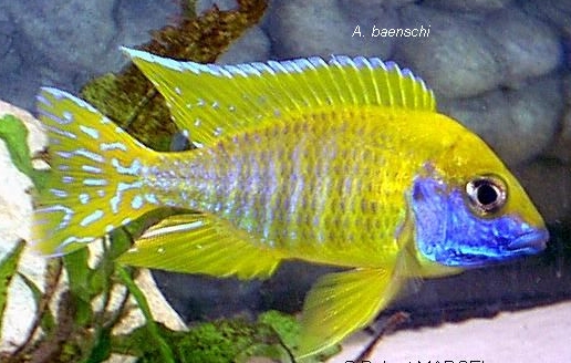 Aquarium Fish Aulonocara baenschi