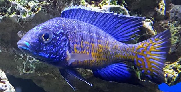 Aquarium Fish Aulonocara ngara flametail