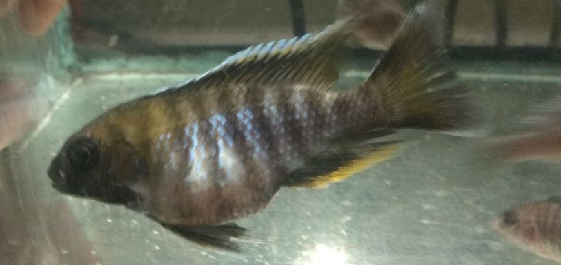 Malawi Bloat in a Mbuna fish