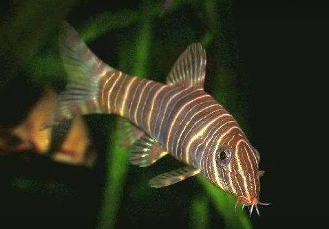 image of an aquarium fish Botia striata, candystripe loach