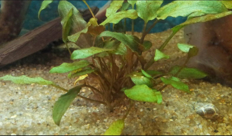 Brown Algae on an Aquarium Plant