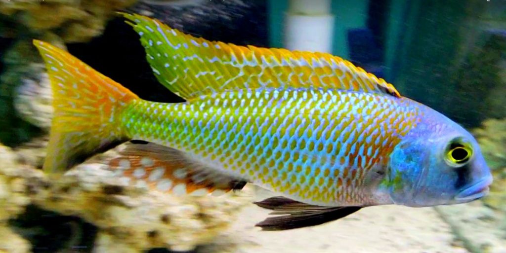 Aquarium Fish Bucchochromis Nototaenia