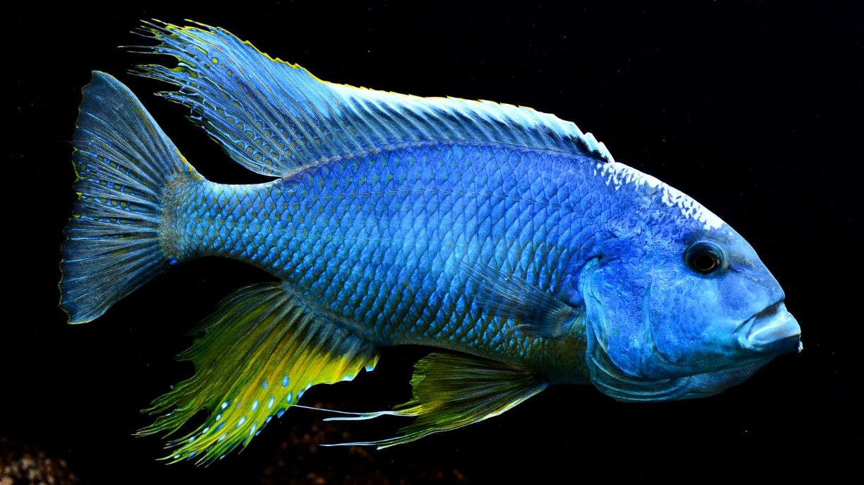 Aquarium Fish Buccochromis atritaeniatus