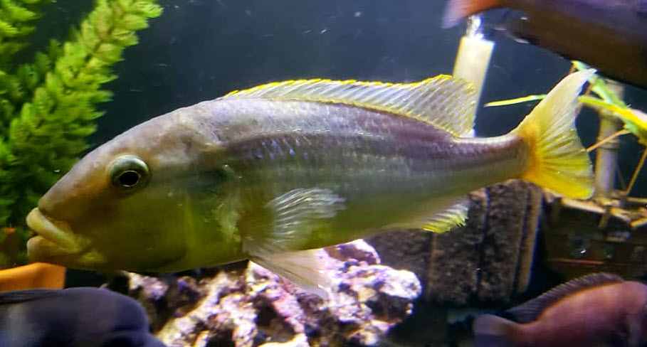image of an aquarium fish Buccochromis rhoadesii female
