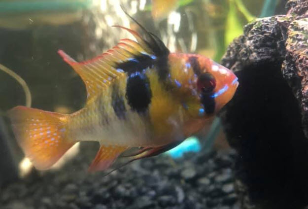 white spots on head of a fish