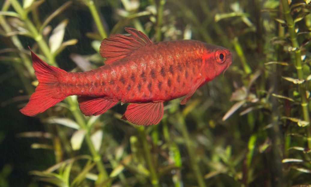 Aquarium Fish Cherry Barb