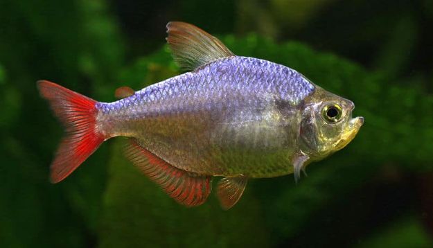 Aquarium Fish Columbian Tetra