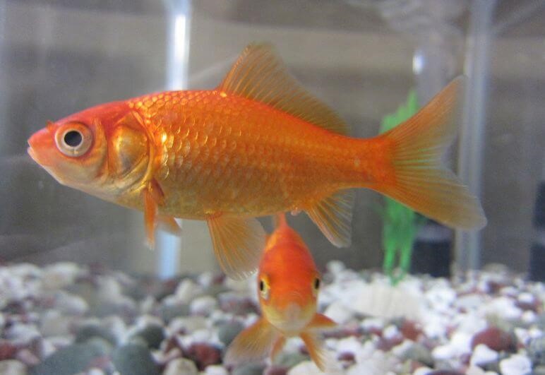 Common goldfish