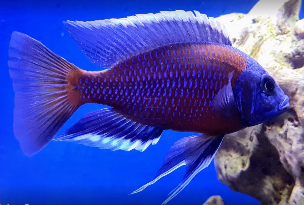 Aquarium Fish Copadichromis Borleyi 'red fin kadango'