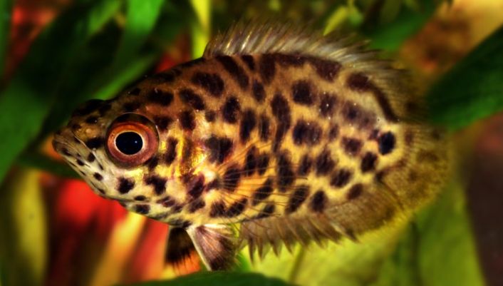 Aquarium Fish Ctenopoma acutirostre, Leopard Bush Fish