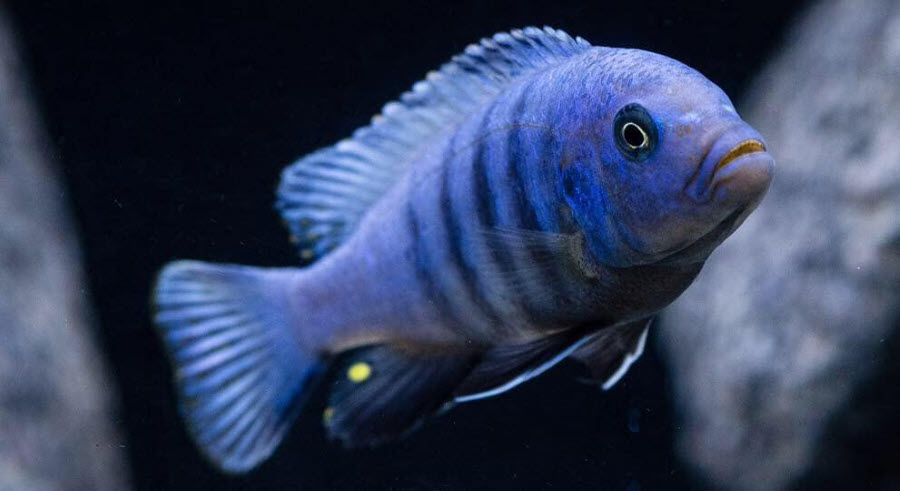 Aquarium fish Cynotilapia Pulpican “Likoma”