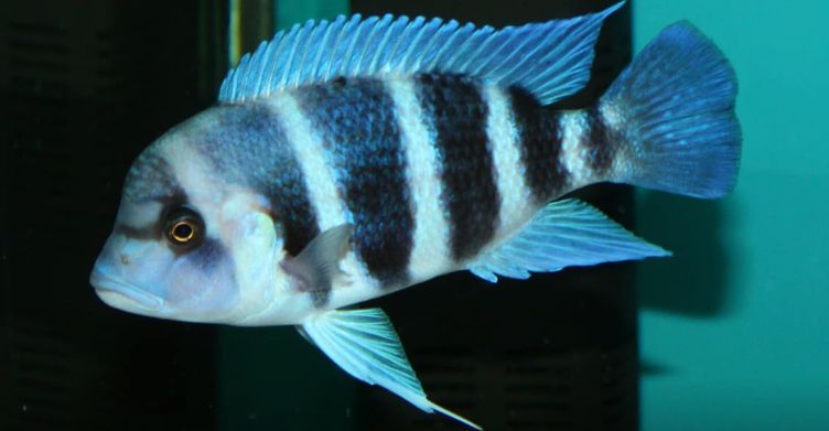 Aquarium Fish Cyphotilapia Frontosa