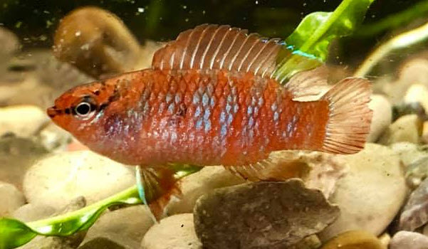 Aquarium Fish Dario dario, Scarlet Badis