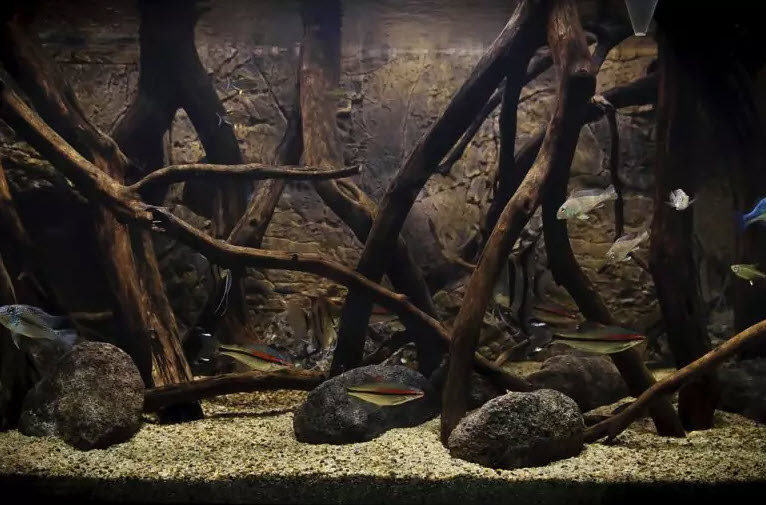 Dark Wood in an Aquarium