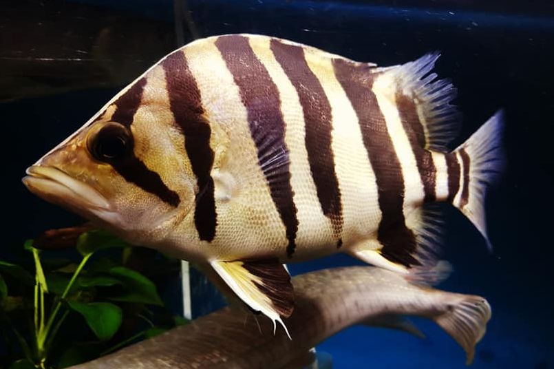 image of an Aquarium Fish Datnioides microlepis Indonesian Tigerfish